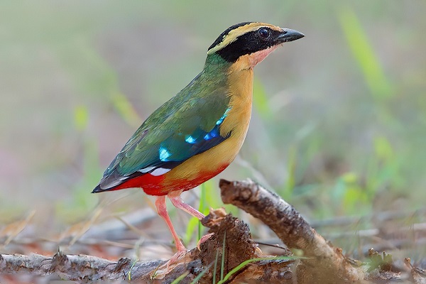 African Pitta