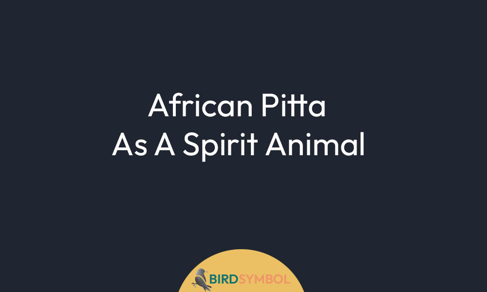 African Pitta As A Spirit Animal