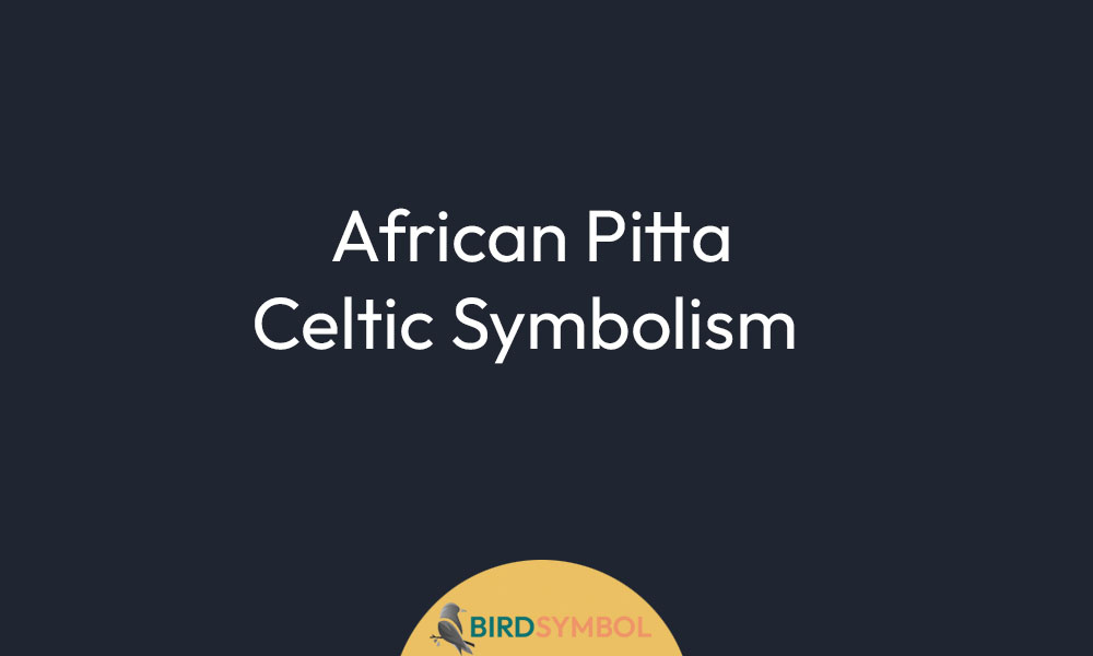 African Pitta Celtic Symbolism