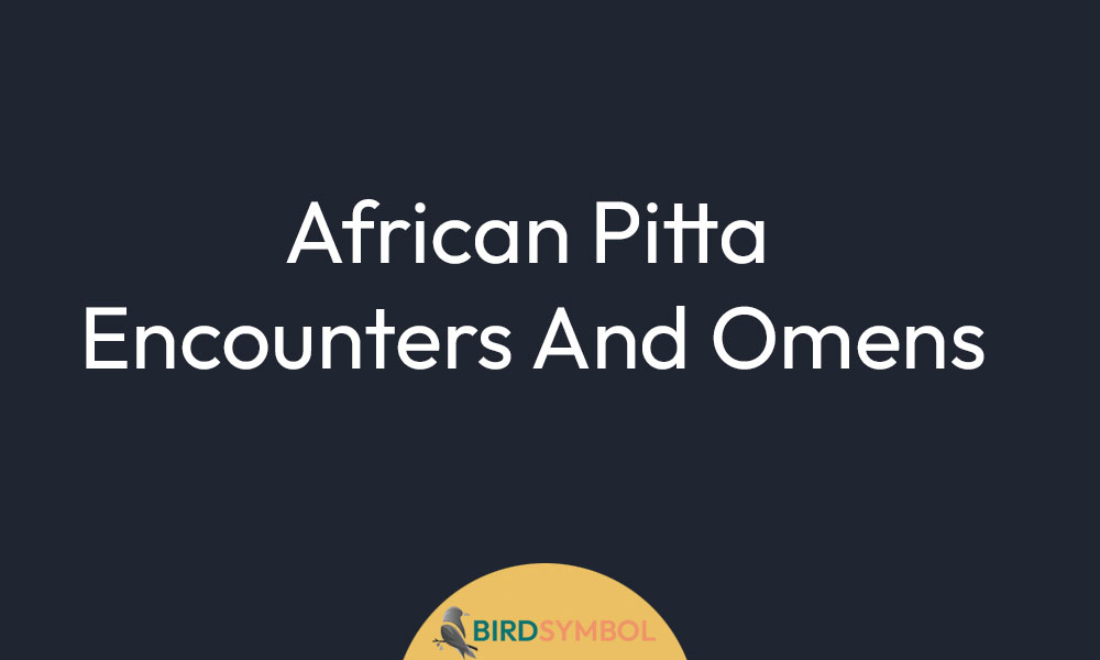 African Pitta Encounters And Omens