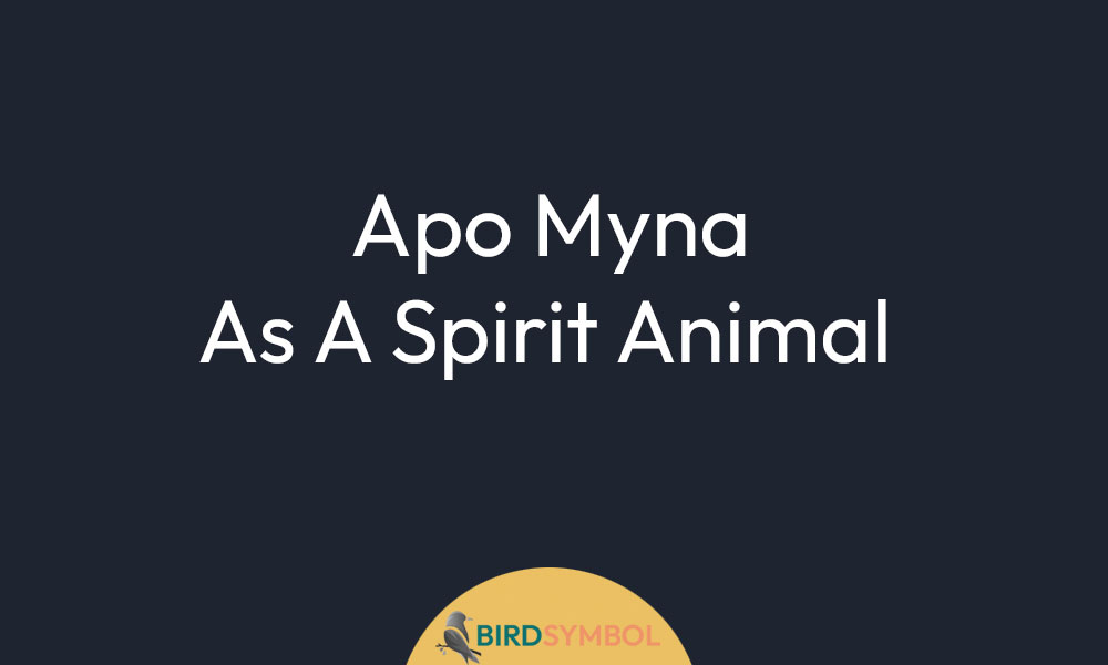 Apo Myna As A Spirit Animal