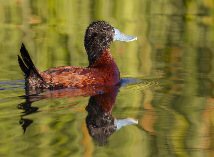 Andean Duck Symbolism