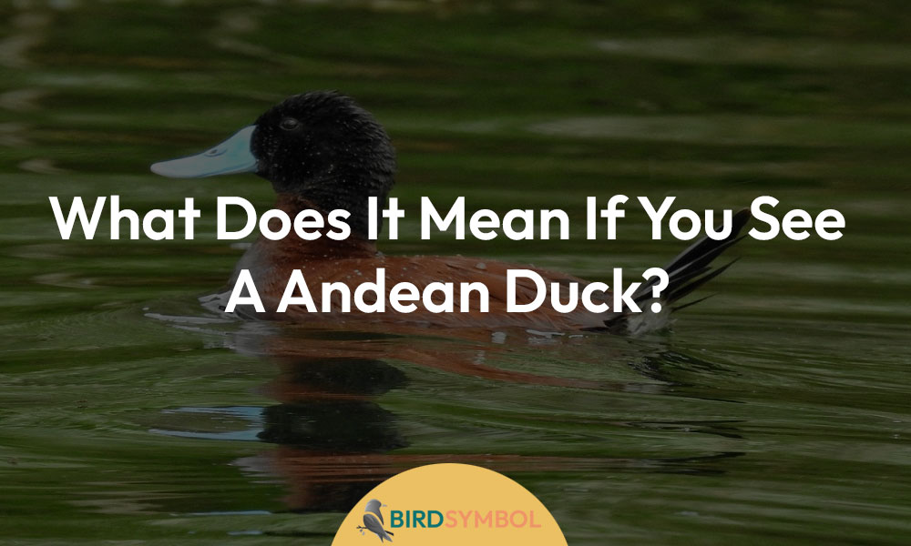 What Does It Mean If You See A Andean Duck?