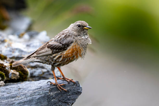 Accentor