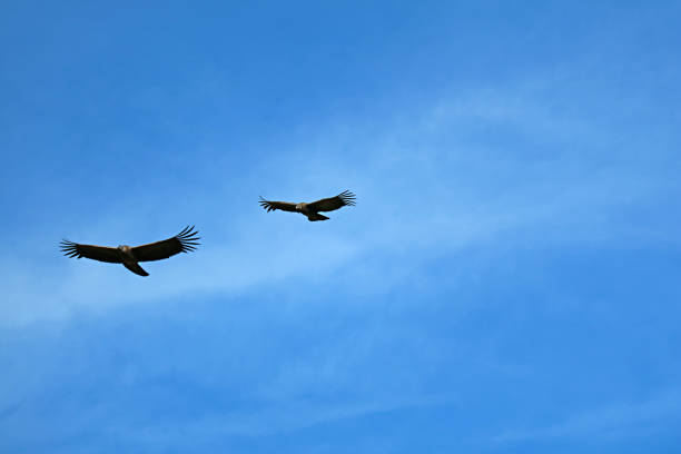 Andean Swift