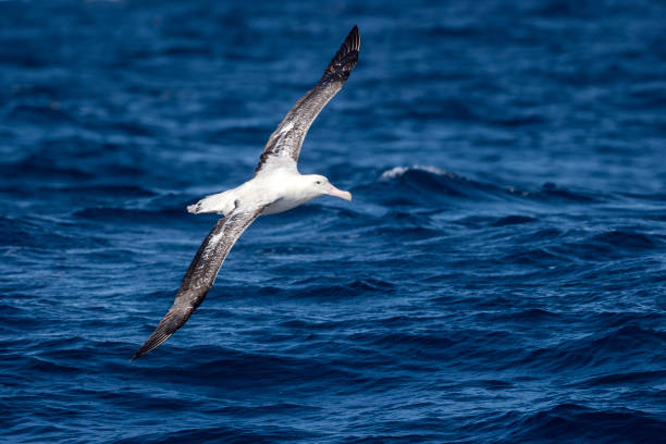 Albatross Spiritual Meaning