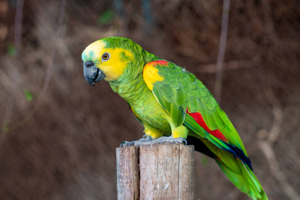 Amazon Parrot