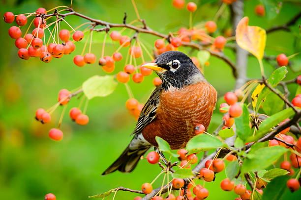 American Robin