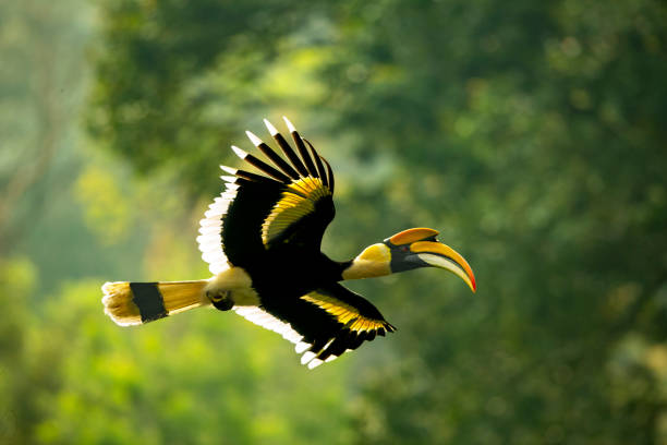 Hornbill Spiritual Meaning, Symbolism & Totem