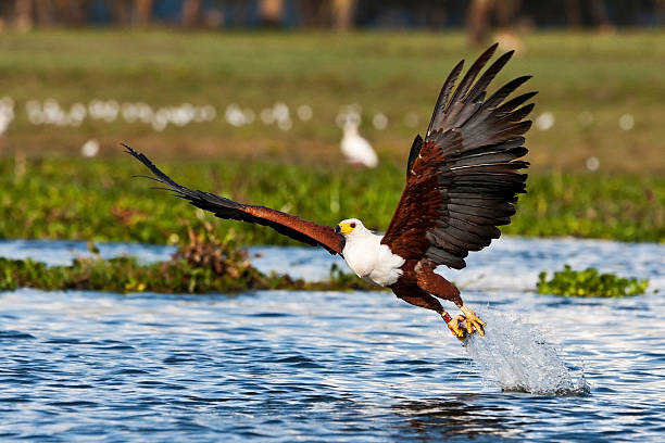 African Fish Eagle