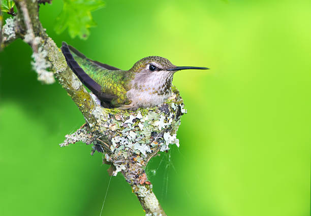 Anna’s Hummingbird Spiritual Meaning