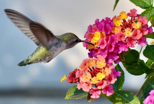 Anna’s Hummingbird Spiritual Meaning