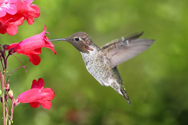 Anna’s Hummingbird Spiritual Meaning