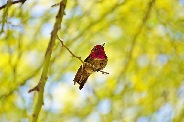 Anna’s Hummingbird Spiritual Meaning