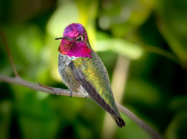 Anna’s Hummingbird Spiritual Meaning