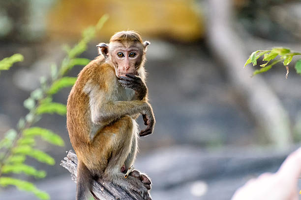 10 Spiritual Meanings & Symbolism of a Monkey