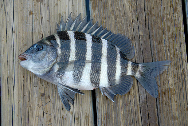 Sheepshead Fish Symbolism and Spiritual Meaning