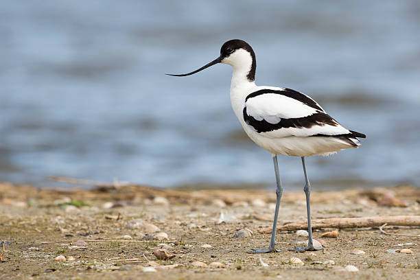 Avocet Spiritual Meaning