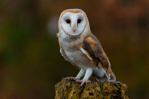 Barn Owl Spiritual Meaning