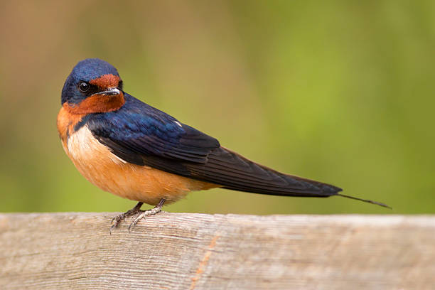 Barn Swallow Symbolism and Spiritual Meaning