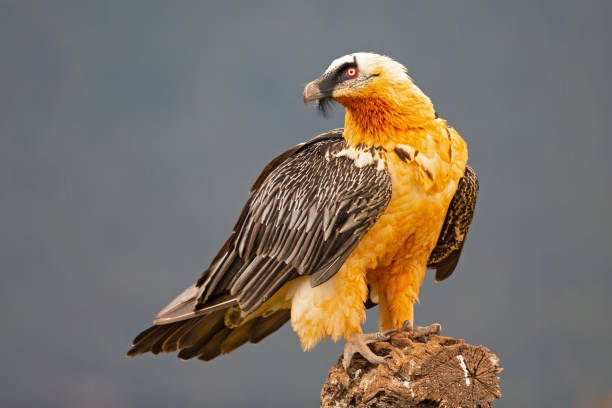 Bearded Vulture Symbolism and Spiritual Meaning