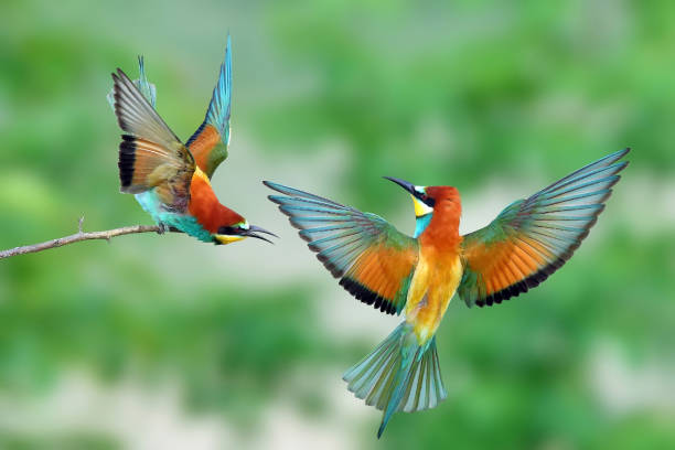 Bee-Eater Symbolism and Spiritual Meaning