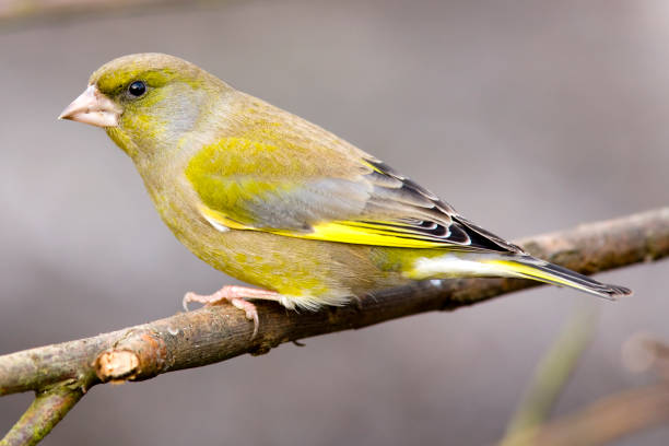 Belgian Canary Spiritual Meaning and Symbolism