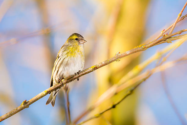 Blackburnian Warbler Spiritual Meaning and Symbolism