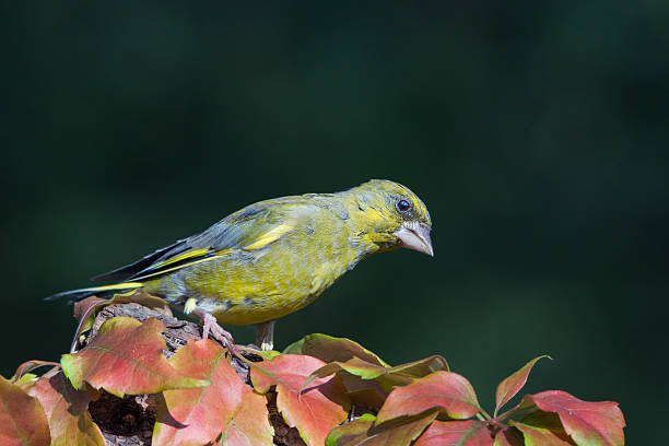 Blackpoll Warbler Spiritual Meaning and Symbolism