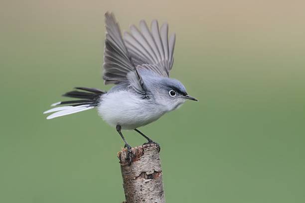 Blue Gray Gnatcatcher Spiritual Meaning and Symbolism