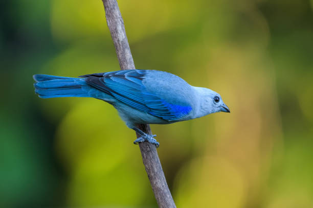 Blue Grosbeak Spiritual Meaning and Symbolism