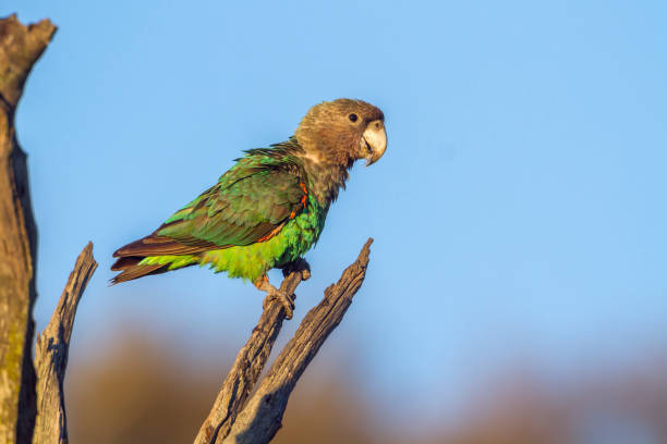 Cape Parrot