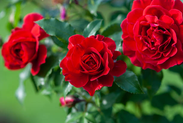 10 Biblical Dream Meaning of Roses