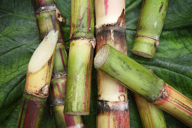 10 Biblical Dream Meaning of Sugarcane