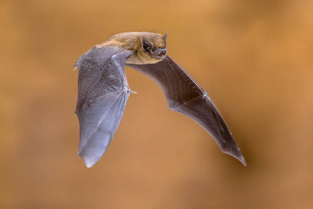 10 Biblical Meaning of Bats in Dreams