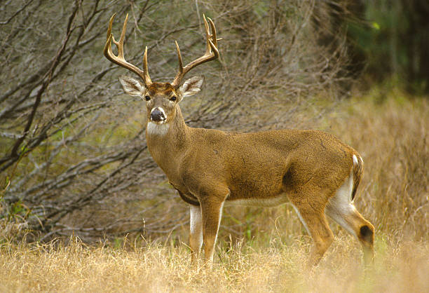 10 Biblical Meaning of Deer in Dreams