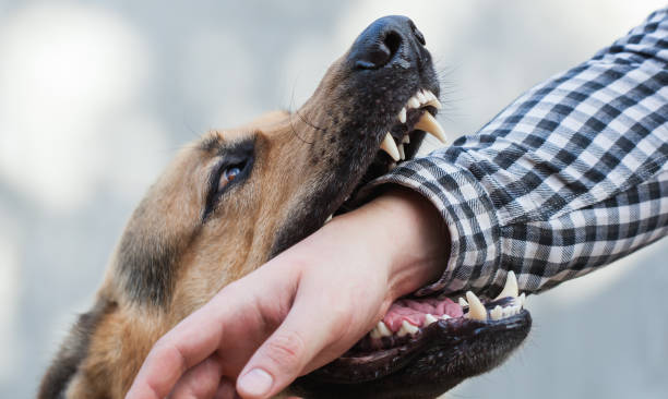 10 Biblical Meaning of Dog Bite in Dreams