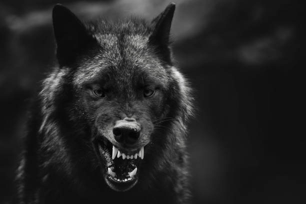 10 Biblical Meaning of Wolves in Dreams