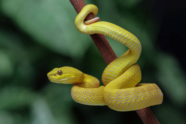 11 Dreams About Snakes Biblical Meaning