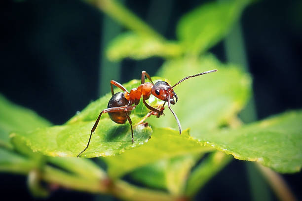 Biblical Meaning of Ants in Dreams