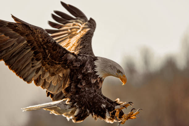 Biblical Meaning of Eagle in Dreams