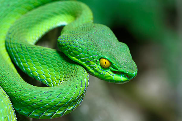 Biblical Meanings of Green Snakes in Dreams