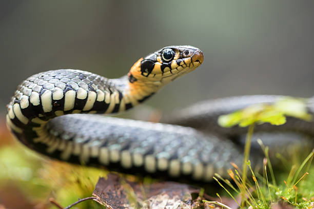 What is The Biblical Meaning of Snakes in Dream?