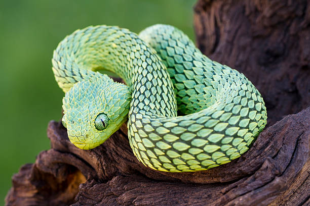 10 Biblical Meaning of Green Snakes in Dreams