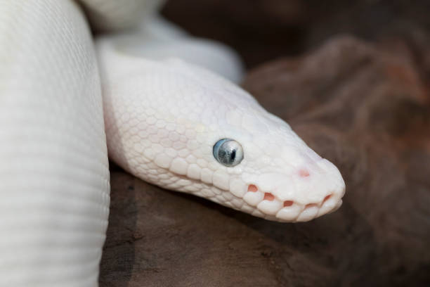 8 Biblical Meaning Of A White Snake In a Dream