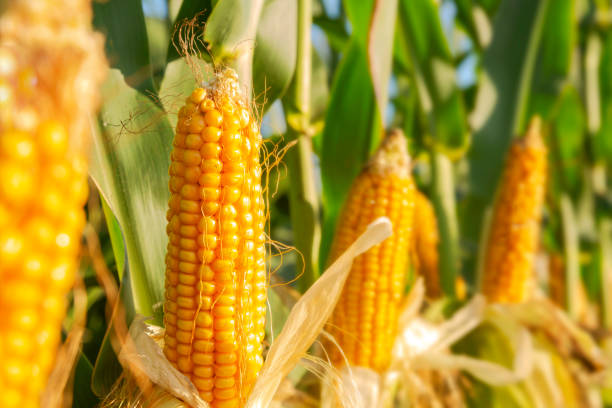 Biblical Meaning of Corn In a Dream