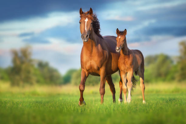 Biblical Meaning of Horses in Dreams