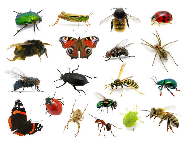 Biblical Meaning Of Insects In Dream