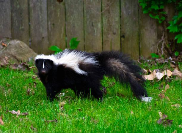 Biblical Meaning Of Skunk In Dream