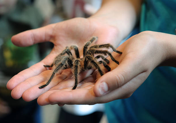 Biblical Meaning of Tarantulas In Dream